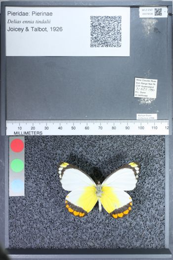 Media type: image;   Entomology 74538